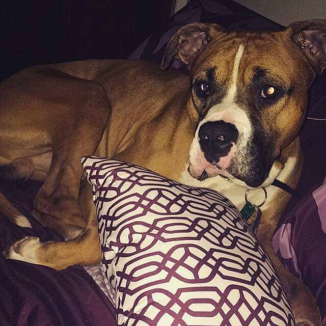 Bubba is registered to the contest to win money with this photo: american_bulldog, american_pit_bull_terrier, american_staffordshire_terrier, boxer, canidae, carnivore, companion_dog, dog, dog_breed, ear, fawn, furniture, mammal, non_sporting_group, nose, pit_bull, snout, whiskers