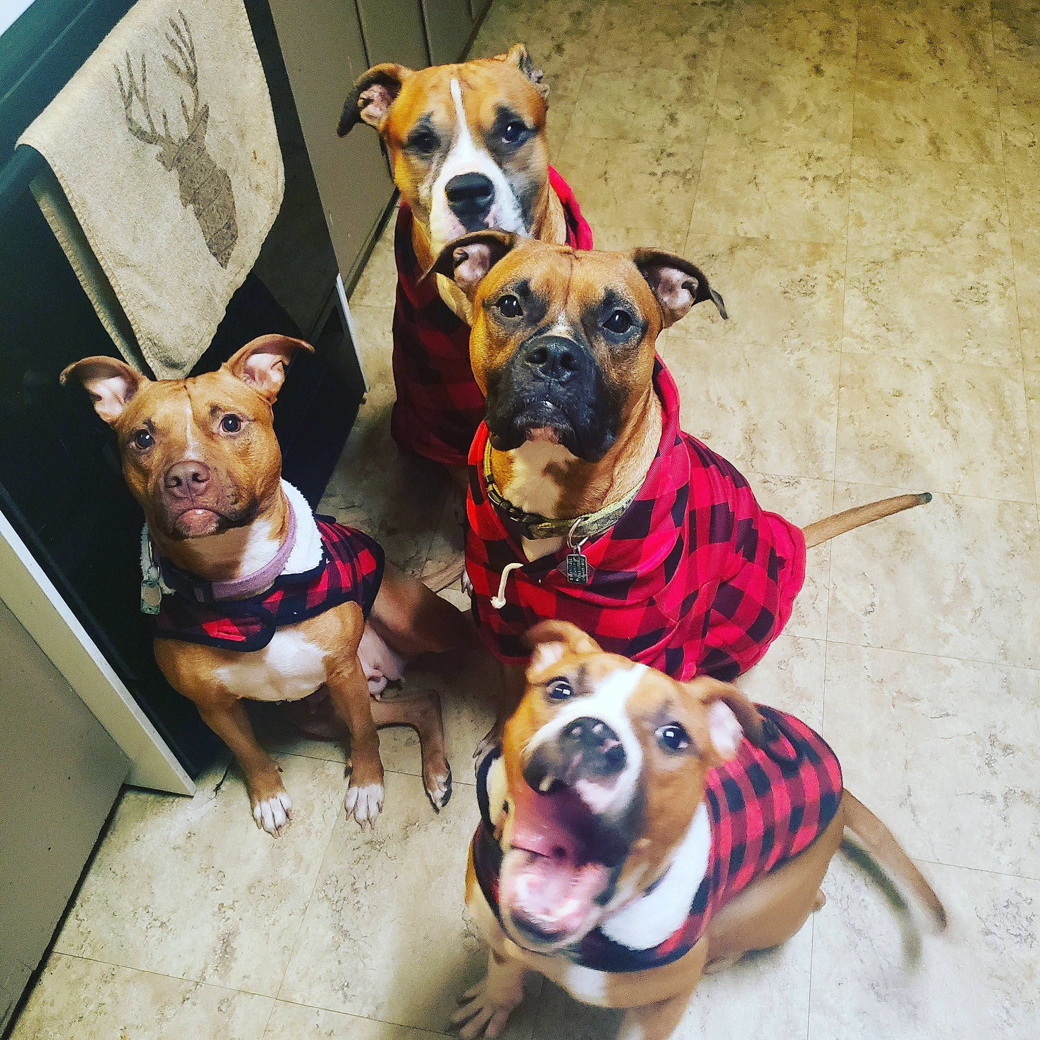 Bubba Cocoa Mav Bertha joined the competition — help win amazing prizes! american_pit_bull_terrier, american_staffordshire_terrier, ancient_dog_breeds, bulldog, canidae, carnivore, companion_dog, dog, dog_breed, fawn, leash, mammal, non_sporting_group, pit_bull, rare_breed_dog, snout, sporting_group, staffordshire_bull_terrier, vertebrate