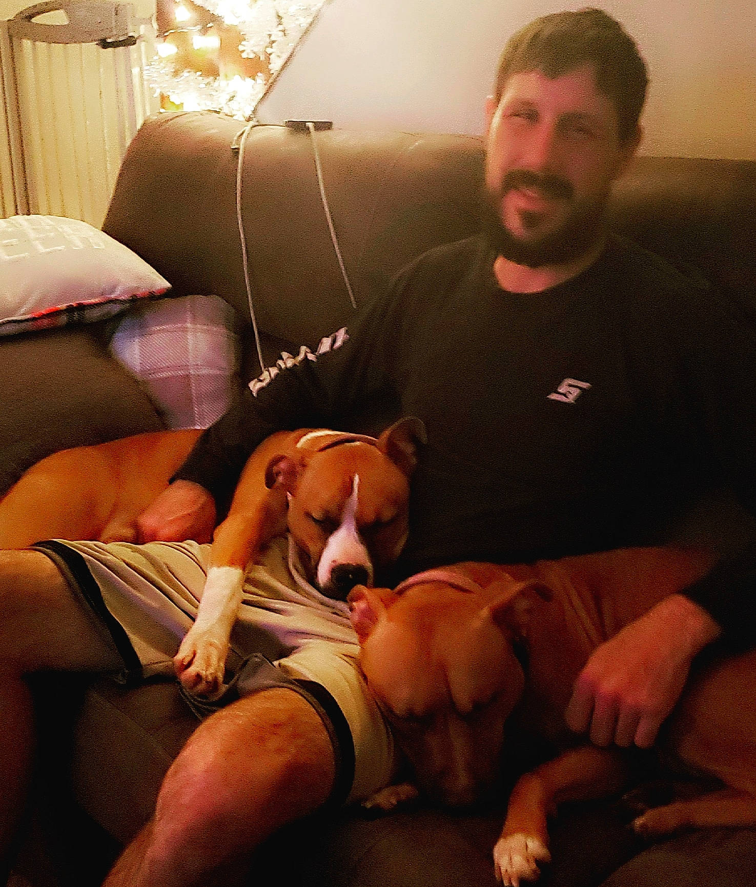 Bubba Cocoa Mav Bertha joined the competition — help win amazing prizes! canidae, carnivore, couch, dog_breed, leg, muscle, room