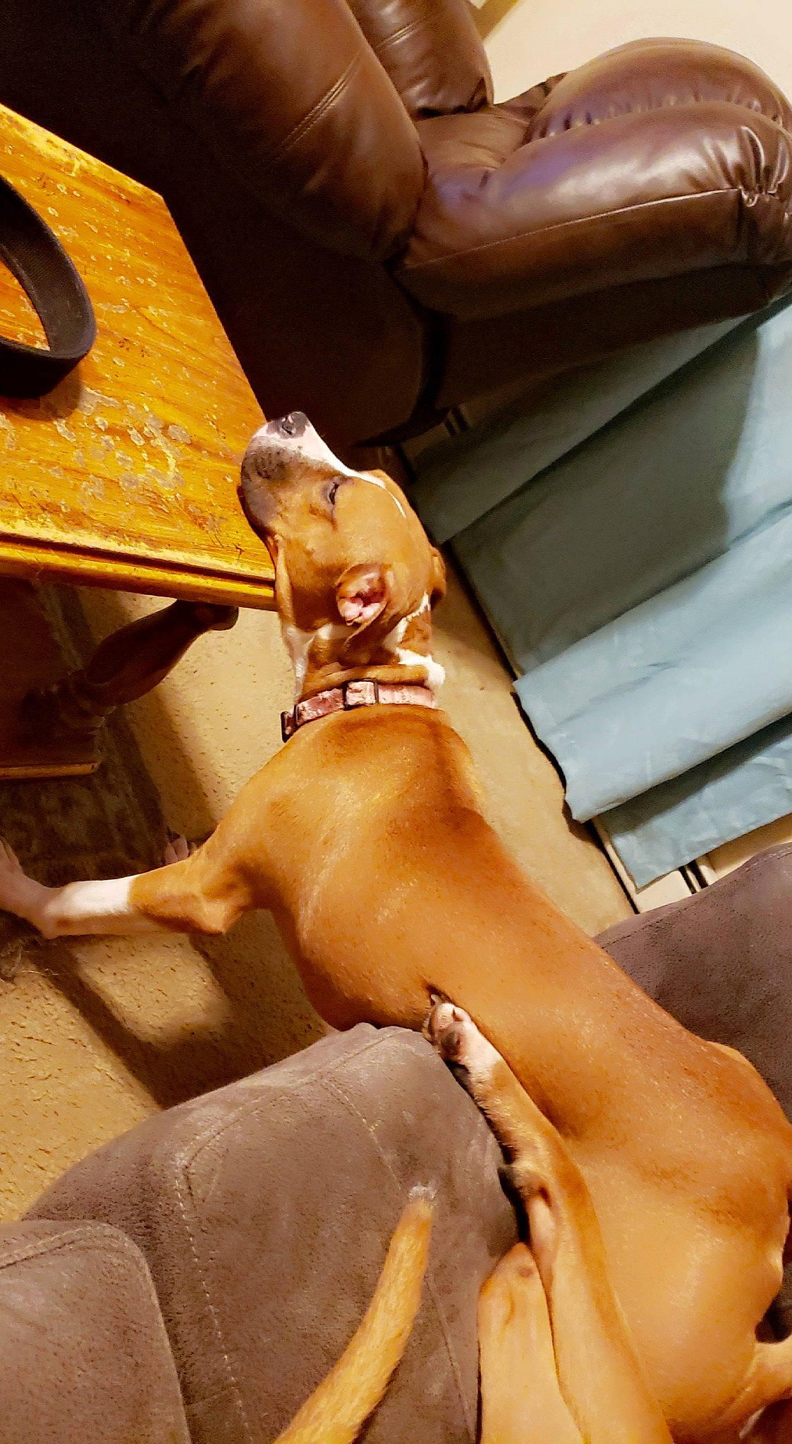 Bertha is registered to the contest to win money with this photo: canidae, fawn, sporting_group, vizsla