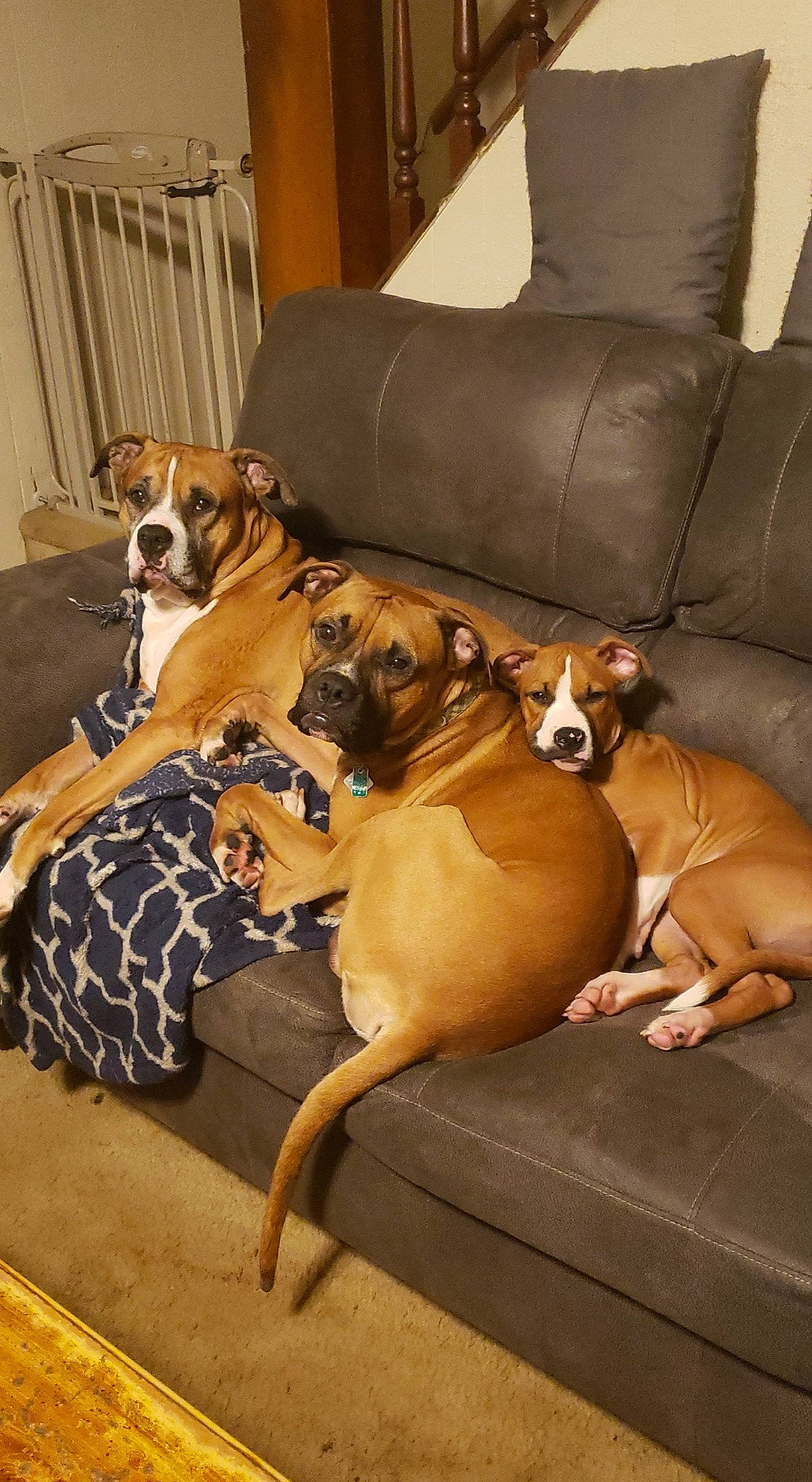 Bertha is registered to the contest to win money with this photo: boxer, canidae, carnivore, companion_dog, dog, dog_breed, fawn, lurcher, mammal