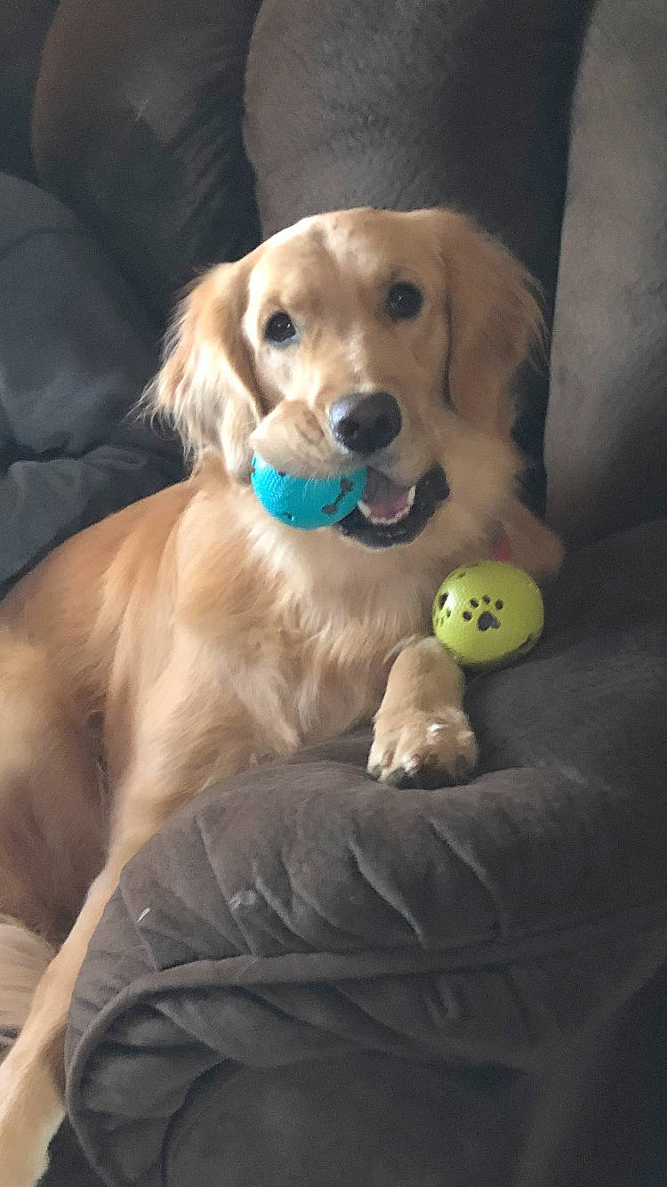 Chloe is registered to the contest to win money with this photo: ball, carnivore, chair, companion_dog, couch, dog, dog_breed, dog_collar, dog_supply, dog_toy, fawn, fur, gun_dog, plant, retriever, snout, sporting_group, tennis_ball, whiskers, working_animal