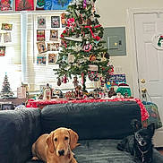 Lady And Zoey joined the competition — help win amazing prizes! dog, couch, christmas_tree, holiday_decorations, ornaments, cards, indoor, window, door, black_dog, brown_dog, festive, living_room, pine_tree, pine_cones, plush_toy, blanket, table, holiday_spirit, pet