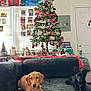 black_dog, blanket, brown_dog, cards, christmas_tree, couch, dog, door, festive, holiday_decorations, holiday_spirit, indoor, living_room, ornaments, pet, pine_cones, pine_tree, plush_toy, table, window