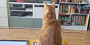 Simba a rejoint le concours — aidez-le/la à gagner de superbes lots ! books, bookshelf, box, cat, collectibles, decor, floor, furniture, indoor, living_room, orange_cat, pet, remote_control, sandwich, tabby, table, television, tv_screen, watching, wooden_floor