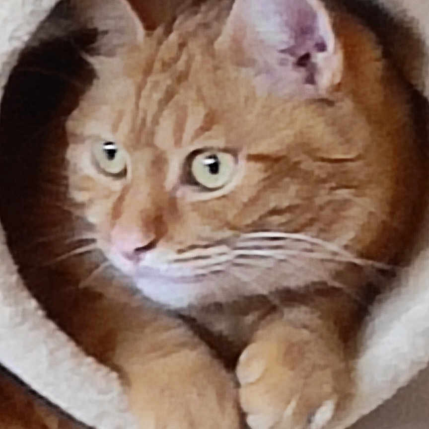 Simba a rejoint le concours — aidez-le/la à gagner de superbes lots ! animal, cat, closeup, comfort, cozy, curious, cute, domestic_cat, ears, eyes, feline, fur, indoor, mammal, orange_tabby, paws, pet, resting, soft_tunnel, whiskers