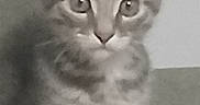 Pablo participe au concours pour gagner de l'argent avec cette photo : kitten, cat, tabby, pet, animal, indoor, couch, curious, ears, fur, whiskers, young, cute, feline, face, eyes, sitting, gray, striped, mammal