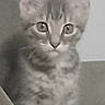 kitten, cat, tabby, pet, animal, indoor, couch, curious, ears, fur, whiskers, young, cute, feline, face, eyes, sitting, gray, striped, mammal