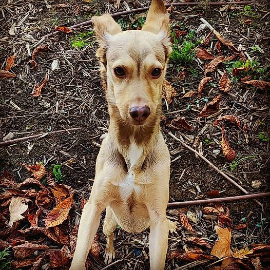 Loupi a rejoint le concours — aidez-le/la à gagner de superbes lots ! autumn, canidae, carnivore, companion_dog, deciduous, dog, dog_breed, fawn, hunting_dog, liver, snout, soil, sporting_group, working_animal, working_dog