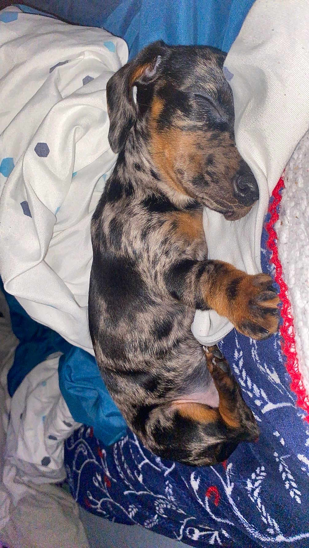 Aïka a rejoint le concours — aidez-le/la à gagner de superbes lots ! dog, puppy, sleeping, blanket, fabric, cozy, rest, fur, bed, cute, animal, domestic_animal, pet, mammal, nap, comfort, small_dog, brown, black, patterned_fur