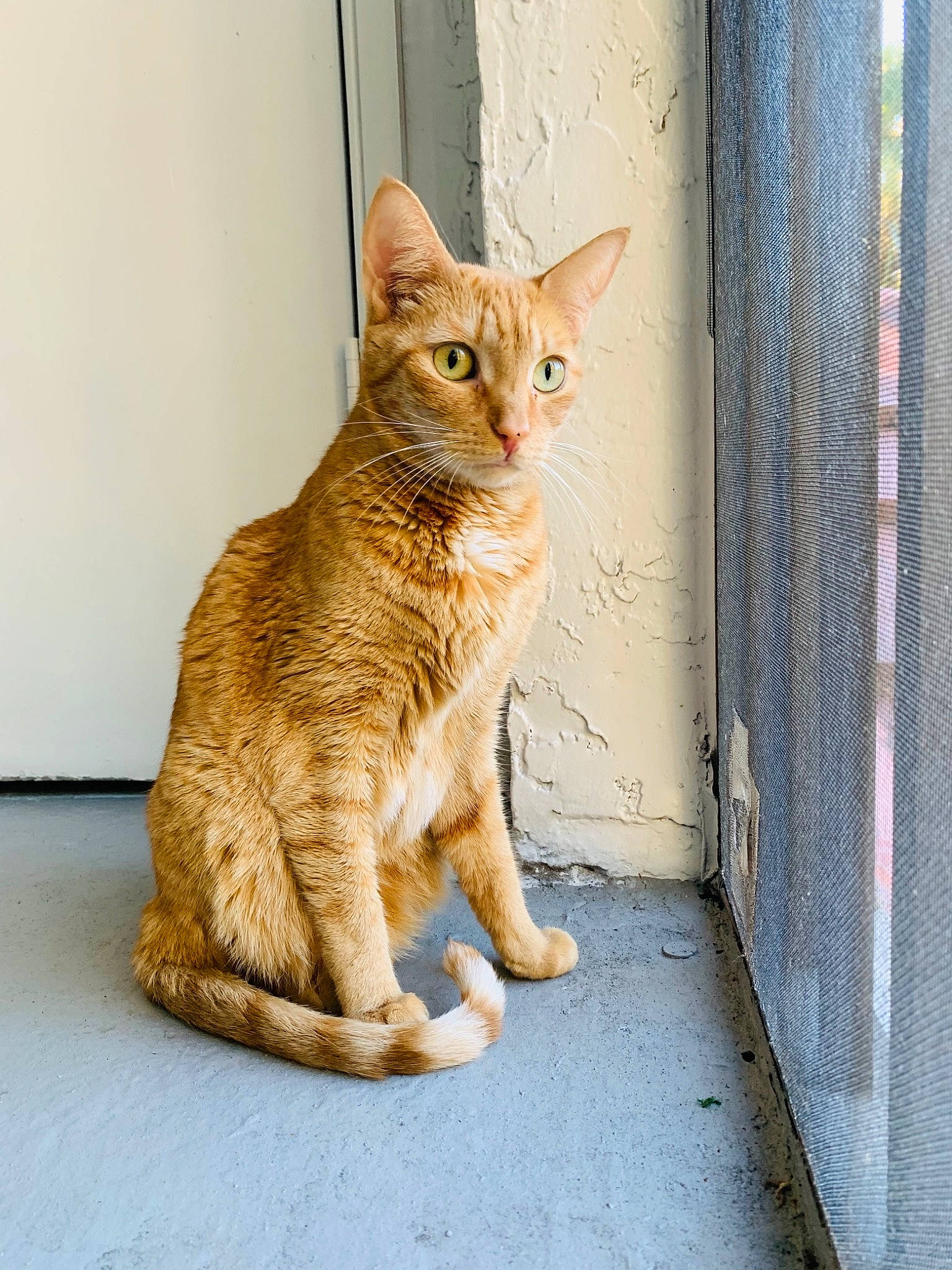 Callie is registered to the contest to win money with this photo: carnivore, cat, claw, domestic_short_haired_cat, eye, fawn, felidae, foot, fur, head, paw, road_surface, small_to_medium_sized_cats, snout, tail, terrestrial_animal, whiskers, wildlife, window, wood