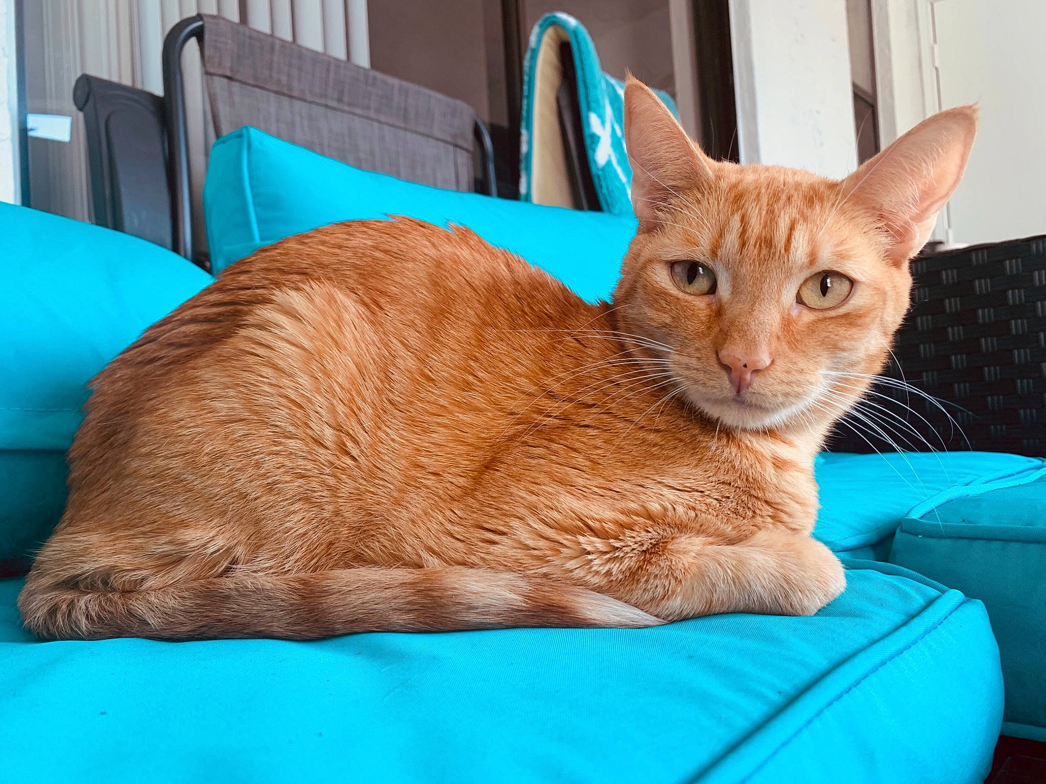 Callie joined the competition — help win amazing prizes! blue, carnivore, cat, cat_bed, cat_furniture, cat_supply, claw, collar, comfort, domestic_short_haired_cat, fawn, felidae, fur, paw, pet_supply, small_to_medium_sized_cats, snout, tail, terrestrial_animal, whiskers