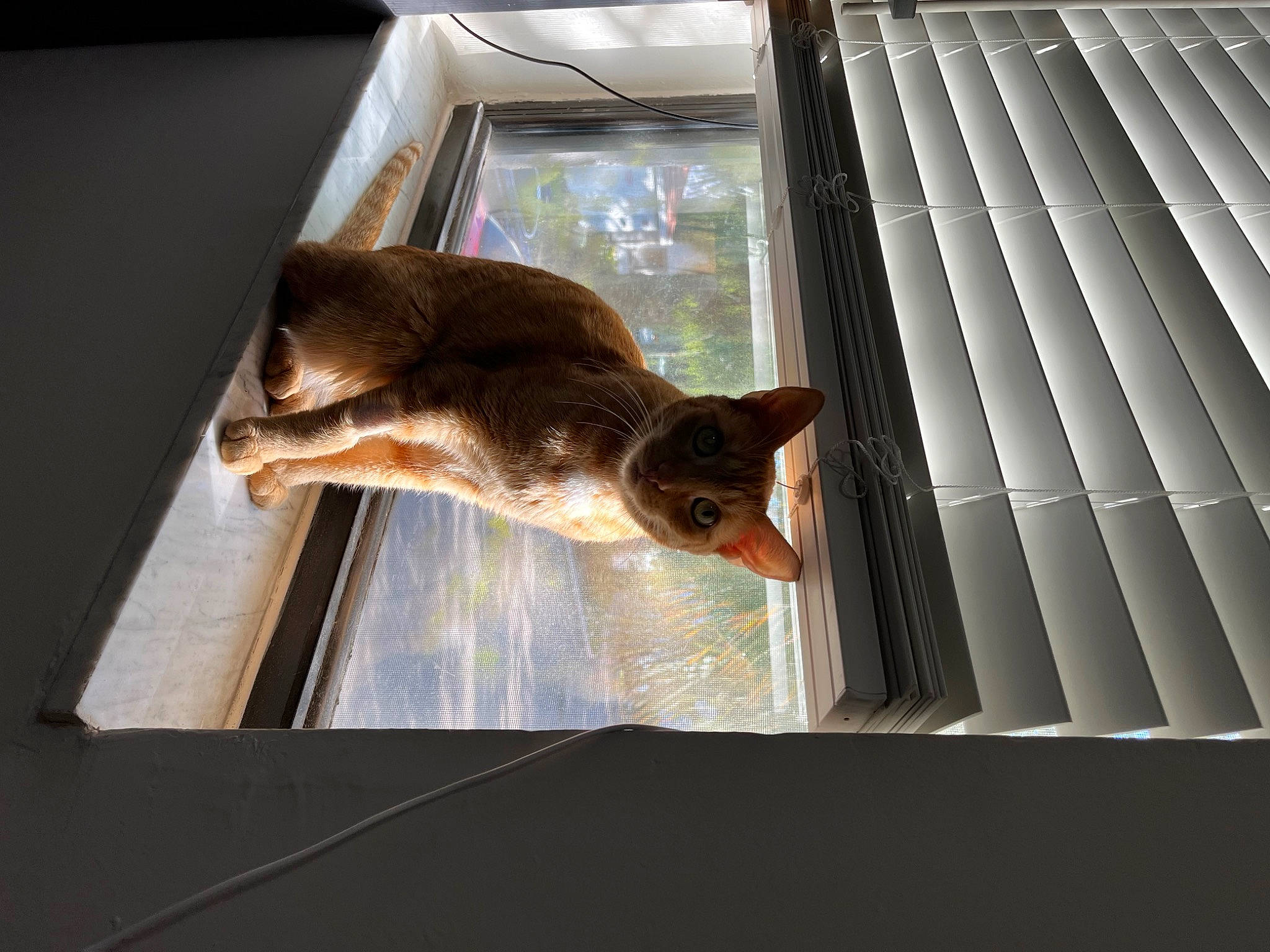 Callie joined the competition — help win amazing prizes! carnivore, cat, comfort, daylighting, domestic_short_haired_cat, fawn, felidae, fish, flooring, fur, hardwood, rectangle, room, small_to_medium_sized_cats, sporting_group, tail, whiskers, window, window_covering, wood