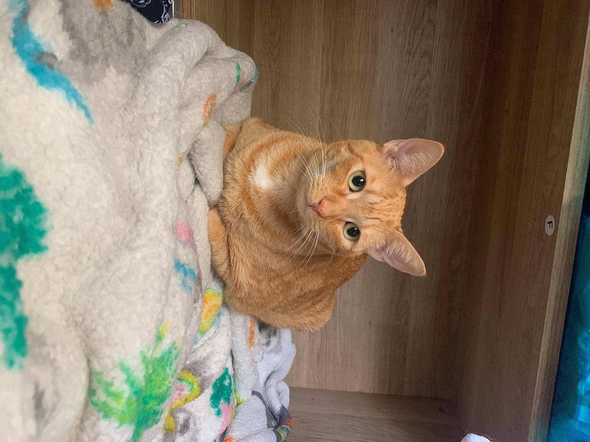 Callie is registered to the contest to win money with this photo: carnivore, cat, creative_arts, domestic_short_haired_cat, event, fawn, felidae, fur, hardwood, holiday, room, small_to_medium_sized_cats, snout, tail, thread, whiskers, window, wood, wool, woolen