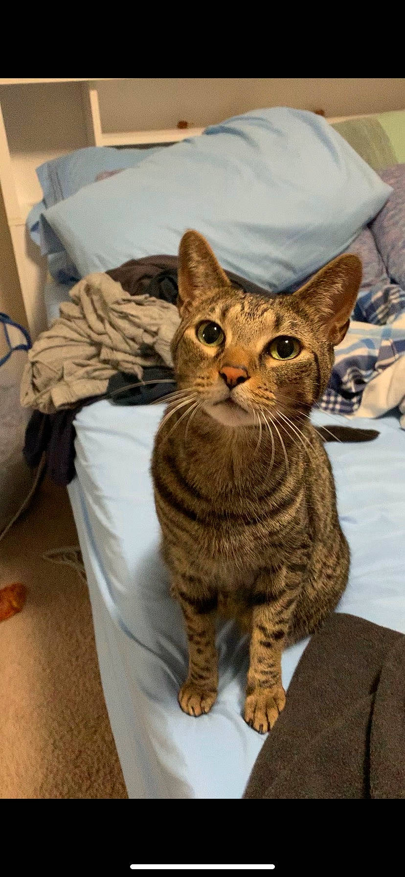 Thomas Jay joined the competition — help win amazing prizes! carnivore, cat, comfort, domestic_short_haired_cat, felidae, fur, small_to_medium_sized_cats, snout, tail, terrestrial_animal, whiskers