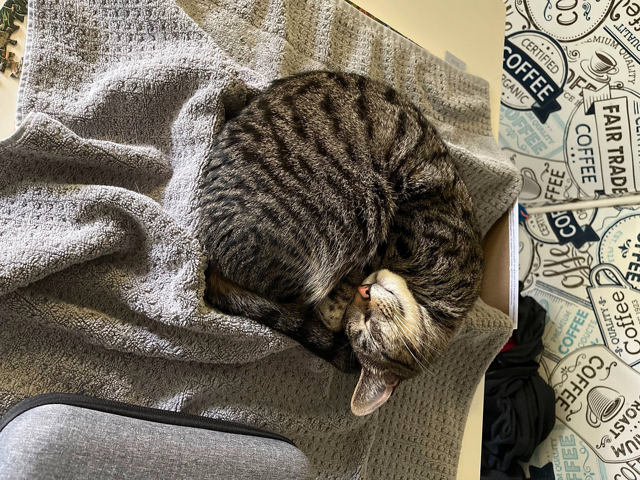 Thomas Jay is registered to the contest to win money with this photo: art, carnivore, cat, claw, comfort, domestic_short_haired_cat, felidae, fur, grey, nap, pattern, paw, sleep, small_to_medium_sized_cats, snout, tail, terrestrial_animal, vertebrate, whiskers, wildlife