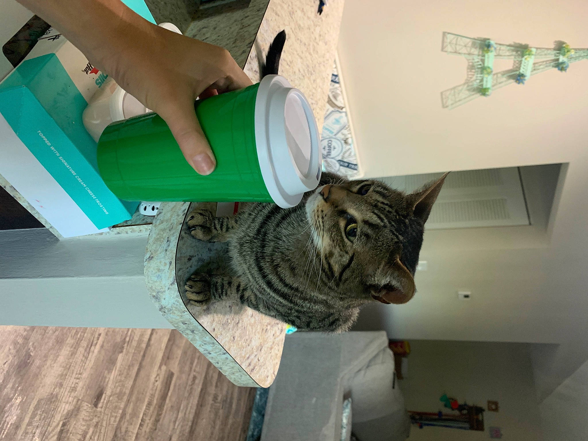 Thomas Jay joined the competition — help win amazing prizes! carnivore, cat, domestic_short_haired_cat, elbow, felidae, flooring, foot, fur, houseplant, human_leg, knee, room, small_to_medium_sized_cats, table, tail, thigh, tree, whiskers, wood, wrist