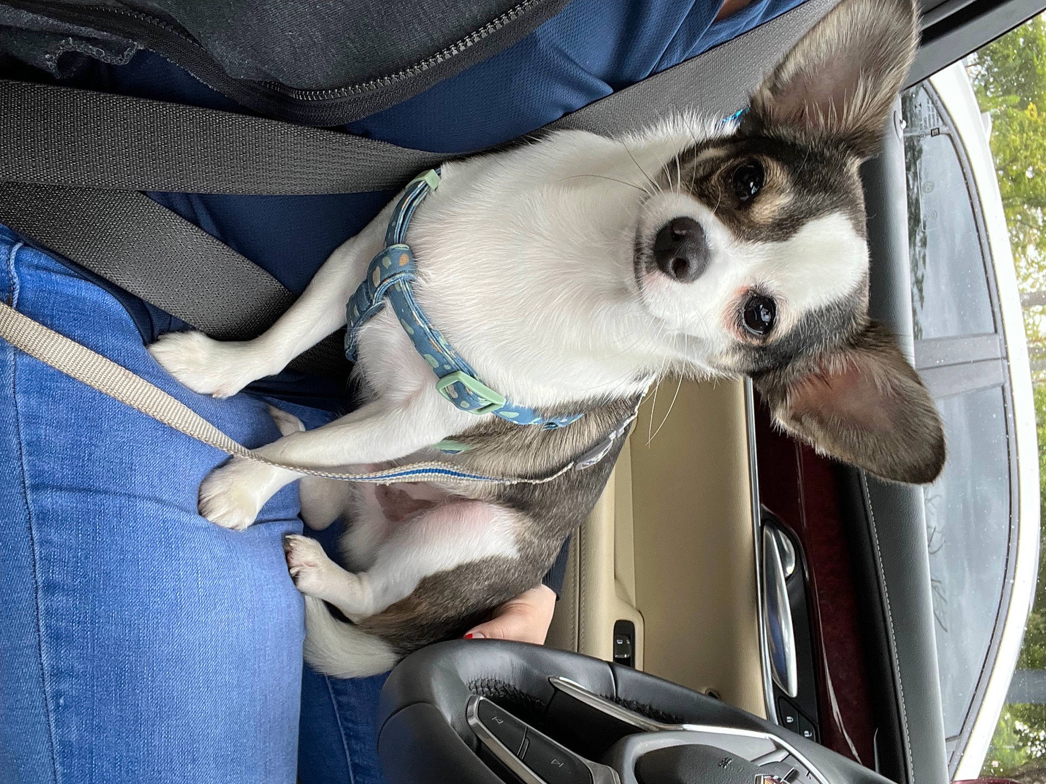 Louie joined the competition — help win amazing prizes! automotive_design, automotive_exterior, automotive_lighting, car, carnivore, collar, companion_dog, dog, dog_breed, dog_supply, fawn, fender, hood, motor_vehicle, plant, tire, vehicle, vehicle_door, wheel, whiskers