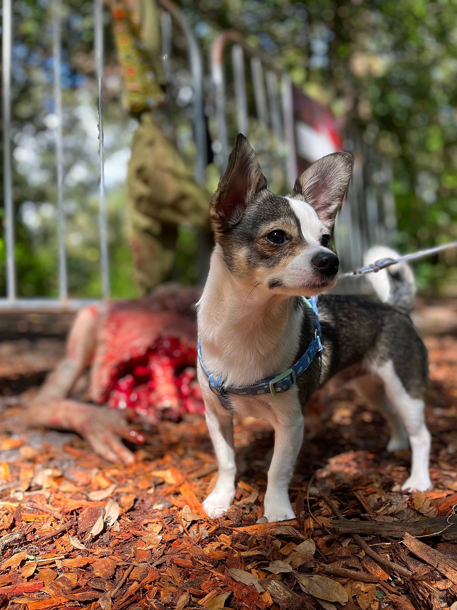 Louie is registered to the contest to win money with this photo: canidae, carnivore, companion_dog, dog, dog_breed, dog_supply, fawn, fence, forest, grass, plant, recipe, snout, soil, sporting_group, tail, terrestrial_animal, toy_dog, wildlife, wood