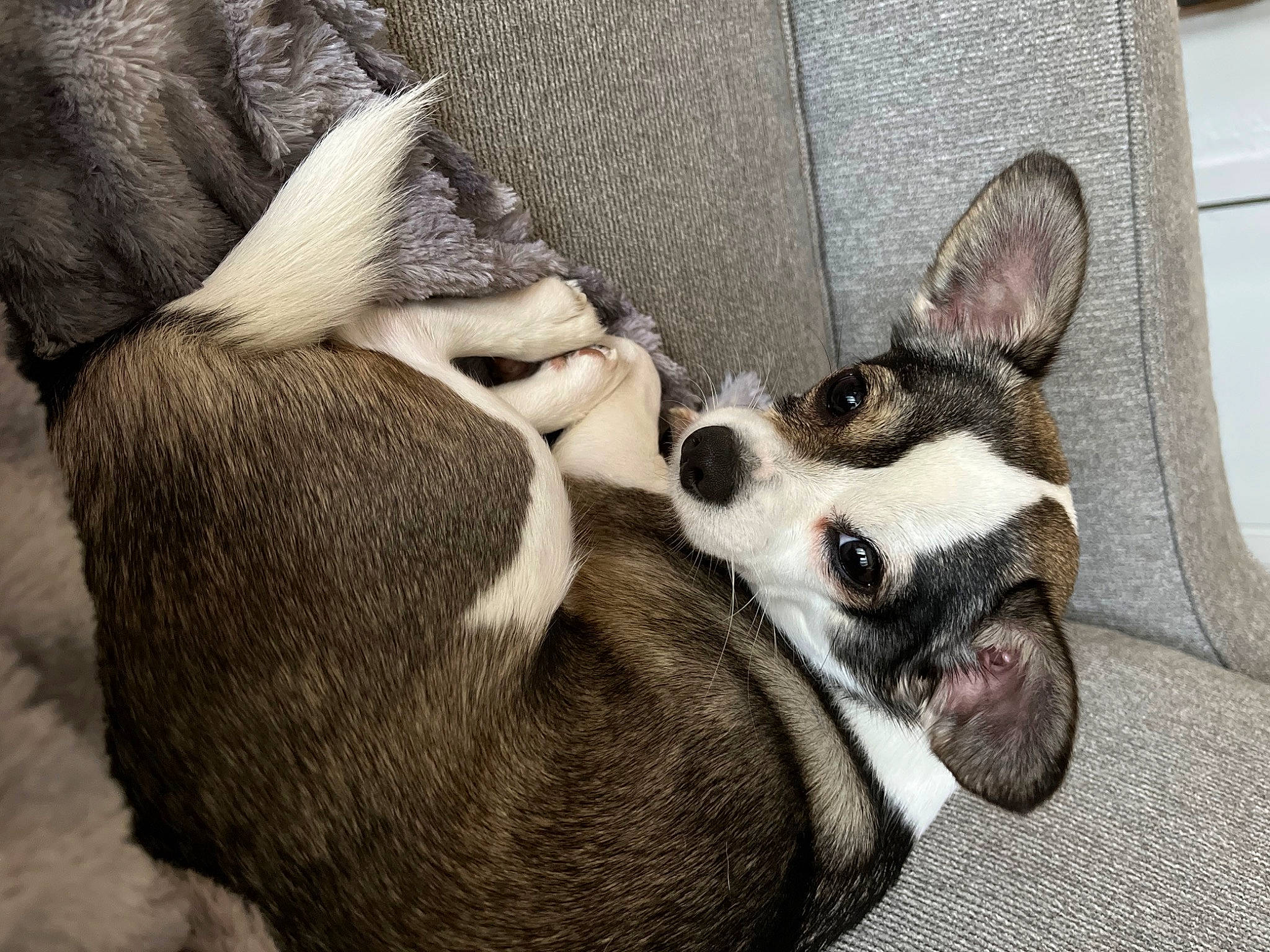 Louie joined the competition — help win amazing prizes! boston_terrier, carnivore, chihuahua, comfort, companion_dog, dog, dog_breed, dog_supply, ear, fawn, fur, grey, nap, paw, russkiy_toy, snout, terrestrial_animal, toy_dog, whiskers, working_animal