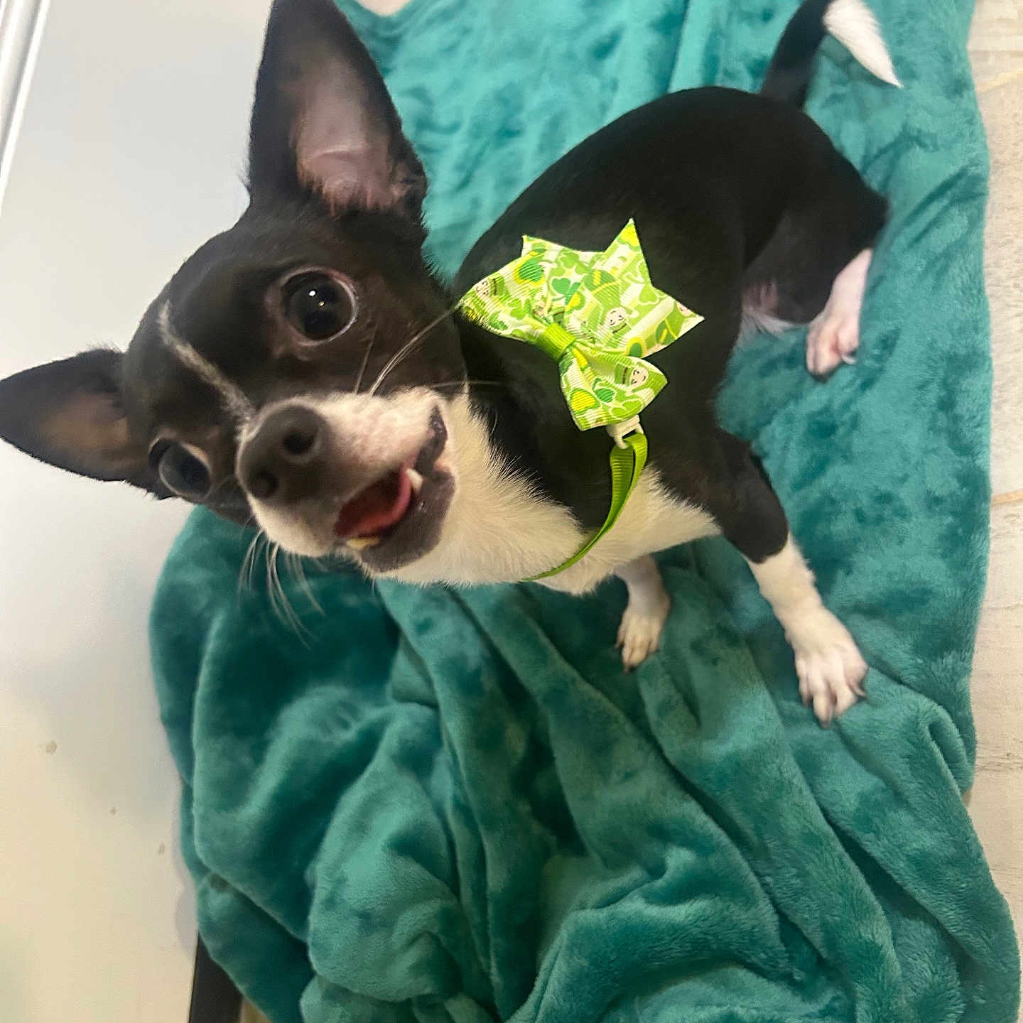 Tatianna joined the competition — help win amazing prizes! animal, bed, bedroom, blanket, bostonbull, bulldog, canine, chihuahua, dog, furniture, green, homedecor, hound, laundry, linen, pet, puppy, quilt, towel, velvet