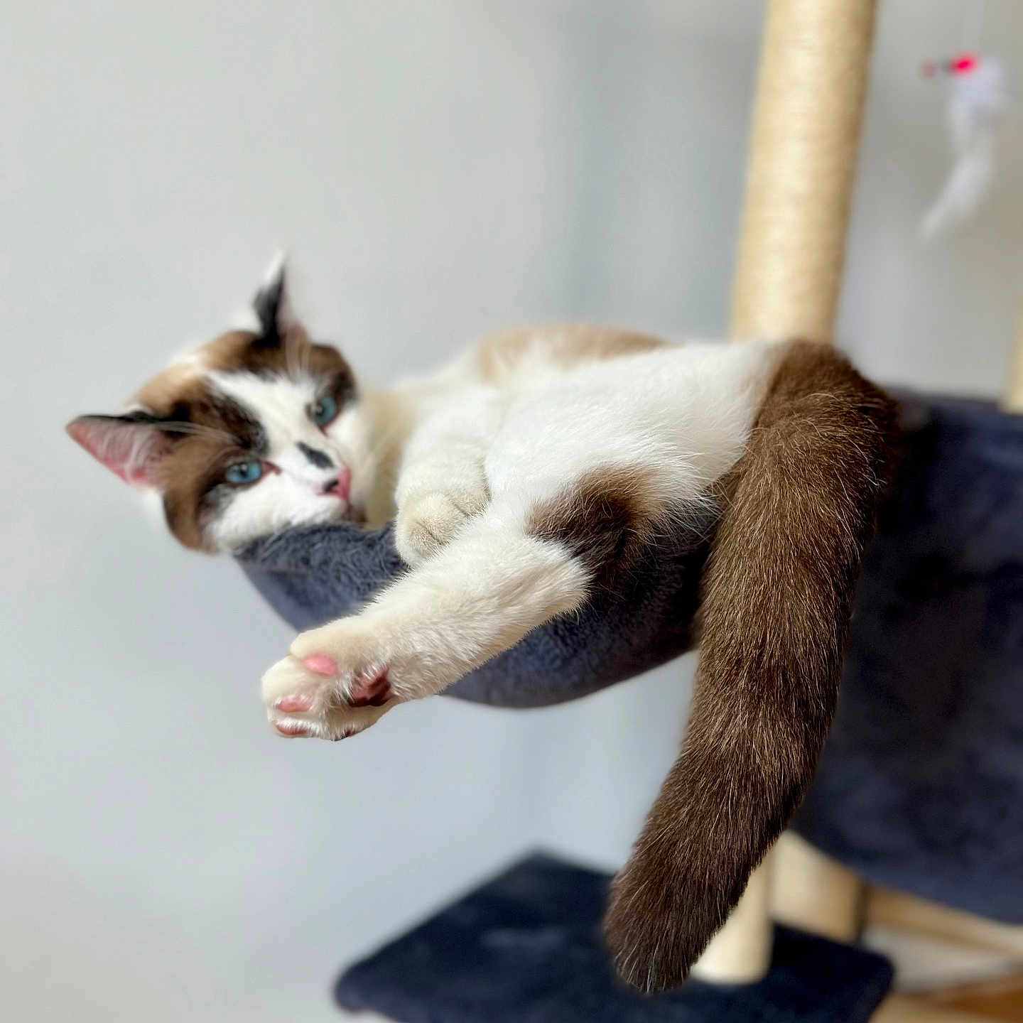 Fripouille a rejoint le concours — aidez-le/la à gagner de superbes lots ! abyssinian, angora, animal, cat, chair, furniture, hardwood, kitten, manx, person, pet, plywood, siamese, sleeping, wood
