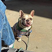 Bentley joined the competition — help win amazing prizes! french_bulldog, dog, pet, striped_sweater, leash, jeans, shoe, concrete, sunlight, shadow, outdoor, happy, sitting, looking_up, daytime, casual, person_leg, cute, animal, companion