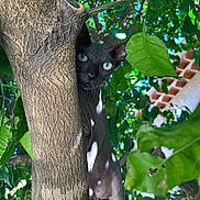 Unyx a rejoint le concours — aidez-le/la à gagner de superbes lots ! cat, hairless_cat, sphynx_cat, tree, leaves, greenery, outdoor, nature, curious, animal, pet, wildlife, close_up, daylight, branch, trunk, eyes, feline, plant, sunlight