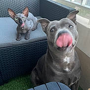 Maiky a rejoint le concours — aidez-le/la à gagner de superbes lots ! hairless_cat, dog, wicker_chair, balcony, artificial_grass, tongue_out, blurred_motion, curious_cat, pet, indoor_outdoor, furniture, window, mesh_screen, grey_fur, green_eyes, cute, playful, companion_animals, domestic_animals, pets