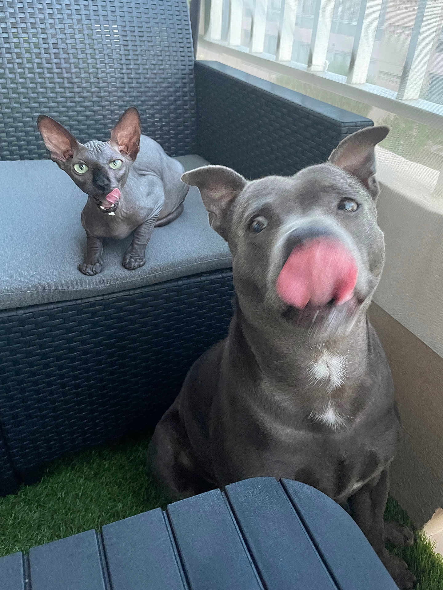 Maiky a rejoint le concours — aidez-le/la à gagner de superbes lots ! hairless_cat, dog, wicker_chair, balcony, artificial_grass, tongue_out, blurred_motion, curious_cat, pet, indoor_outdoor, furniture, window, mesh_screen, grey_fur, green_eyes, cute, playful, companion_animals, domestic_animals, pets