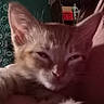 cat, kitten, orange_cat, pet, animal, sleepy, close_up, portrait, fur, ears, whiskers, eyes, indoor, bedroom, bedding, blanket, person, cozy, home, doodle_background
