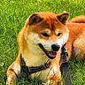 Touki participe au concours pour gagner de l'argent avec cette photo : dog, shiba_inu, pet, animal, grass, park, outdoors, greenery, lawn, flowers, daisy, tree, sunlight, smiling, happy, sitting, lying_down, leash, harness, portrait