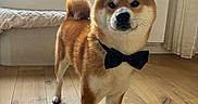 Touki participe au concours pour gagner de l'argent avec cette photo : dog, shiba_inu, bow_tie, portrait, standing, indoors, wooden_floor, window, sunlight, curled_tail, pointed_ears, brown_fur, white_fur, black_accessory, collar, living_room, furniture, curtain, home, formal_pose