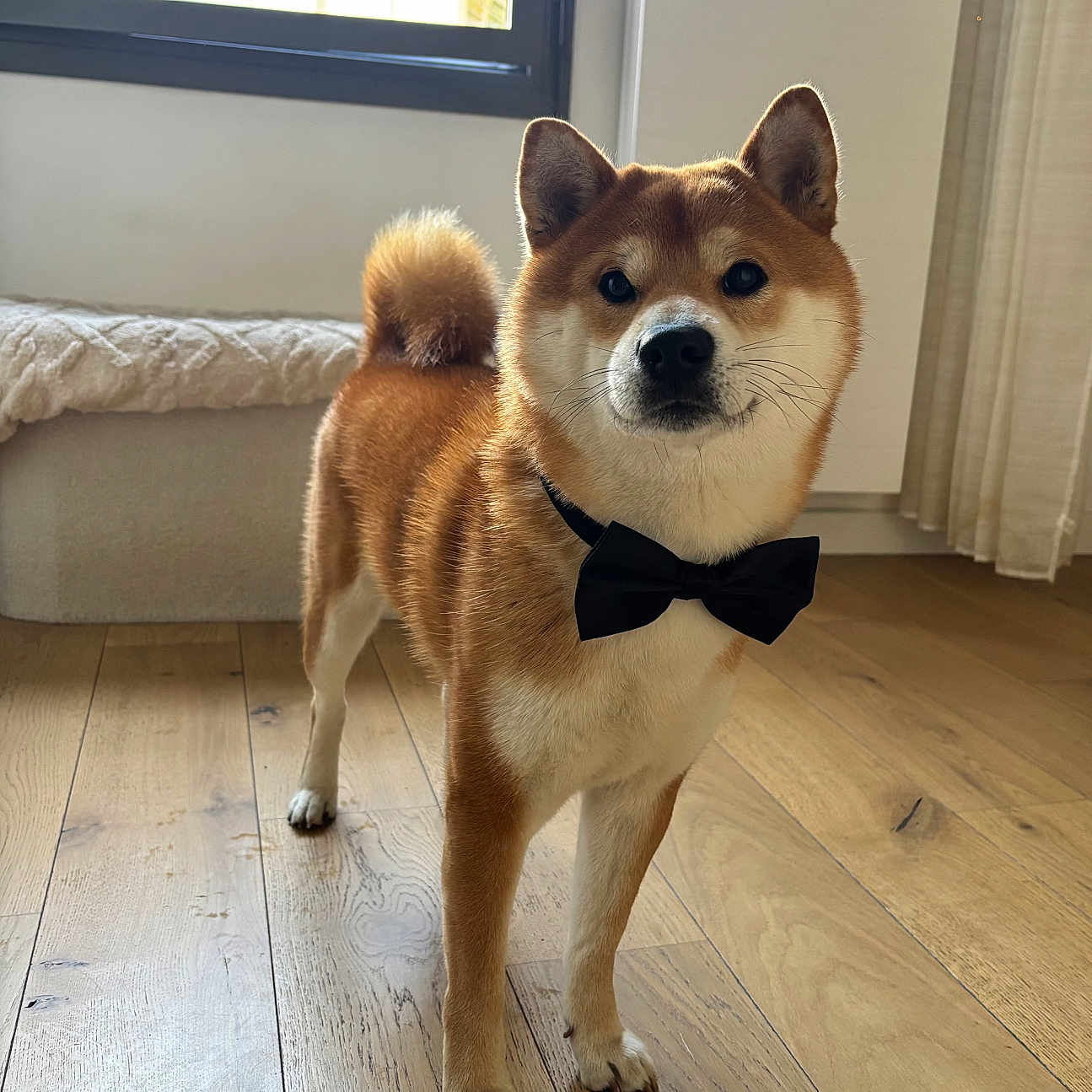 Touki participe au concours pour gagner de l'argent avec cette photo : dog, shiba_inu, bow_tie, portrait, standing, indoors, wooden_floor, window, sunlight, curled_tail, pointed_ears, brown_fur, white_fur, black_accessory, collar, living_room, furniture, curtain, home, formal_pose