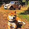 Touki participe au concours pour gagner de l'argent avec cette photo : dog, shiba_inu, pet, animal, outdoor, forest, woodland, vintage_car, classic_car, parked_car, grass, leaves, sunlight, nature, lying_down, collar, dog_tag, portrait, rustic, scenic