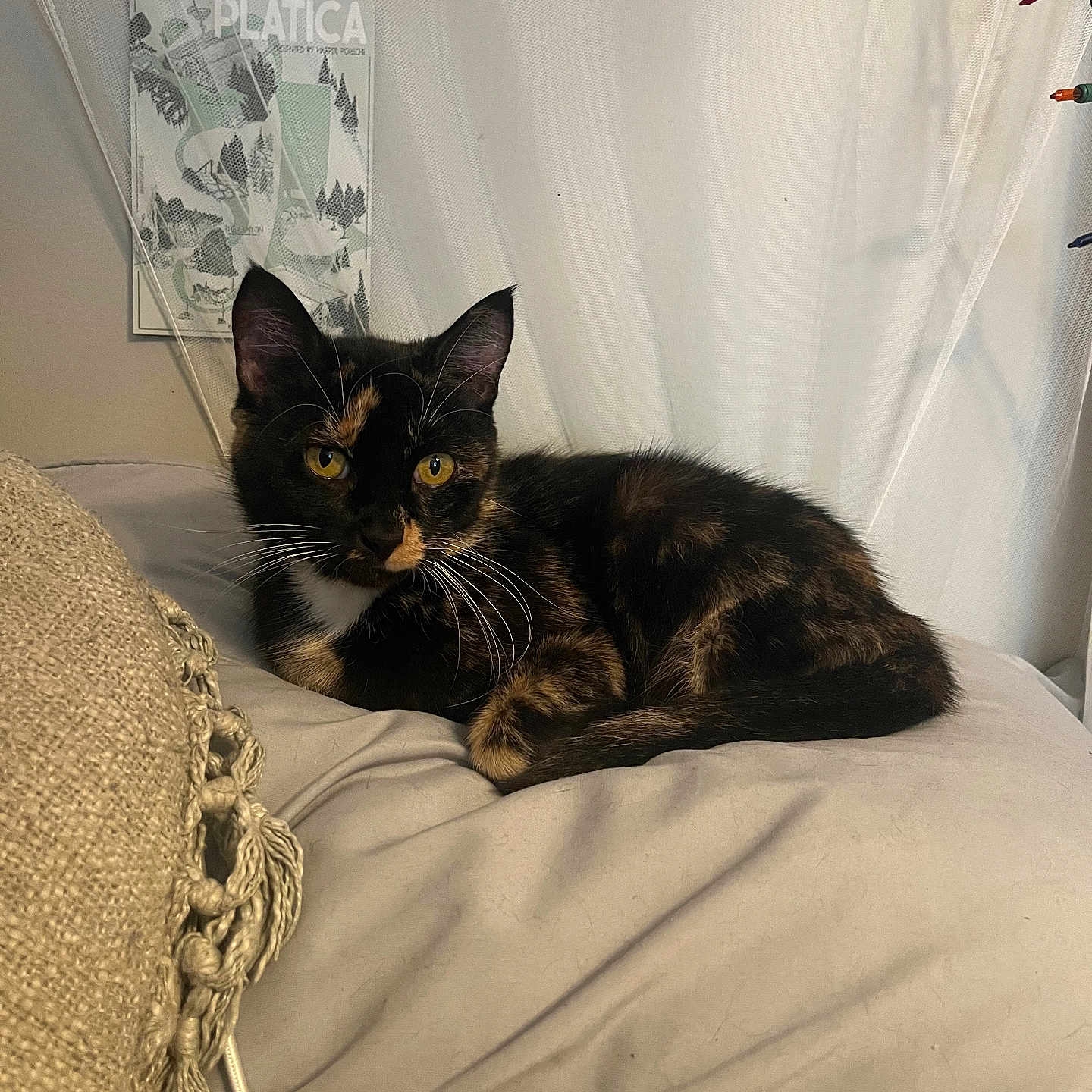 Callie joined the competition — help win amazing prizes! animal, cat, couch, cozy, curtain, domestic, ears, eyes, feline, fur, home, indoor, pet, pillow, poster, relaxed, resting, tortoiseshell, wall, whiskers