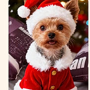 Mallia a rejoint le concours — aidez-le/la à gagner de superbes lots ! dog, small_dog, santa_hat, christmas_costume, holiday, cute, pet, fur, portrait, indoors, festive, red, white, button, animal, canine, christmas, decor, tongue_out, pillow