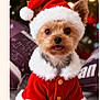 dog, small_dog, santa_hat, christmas_costume, holiday, cute, pet, fur, portrait, indoors, festive, red, white, button, animal, canine, christmas, decor, tongue_out, pillow