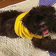 Pixie is registered to the contest to win money with this photo: dog, black_dog, yellow_shirt, quilt, purple_hearts, pet, happy, tongue_out, lying_down, fur, indoor, floor, playful, cute, animal, small_dog, smiling, domestic_animal, cozy, resting