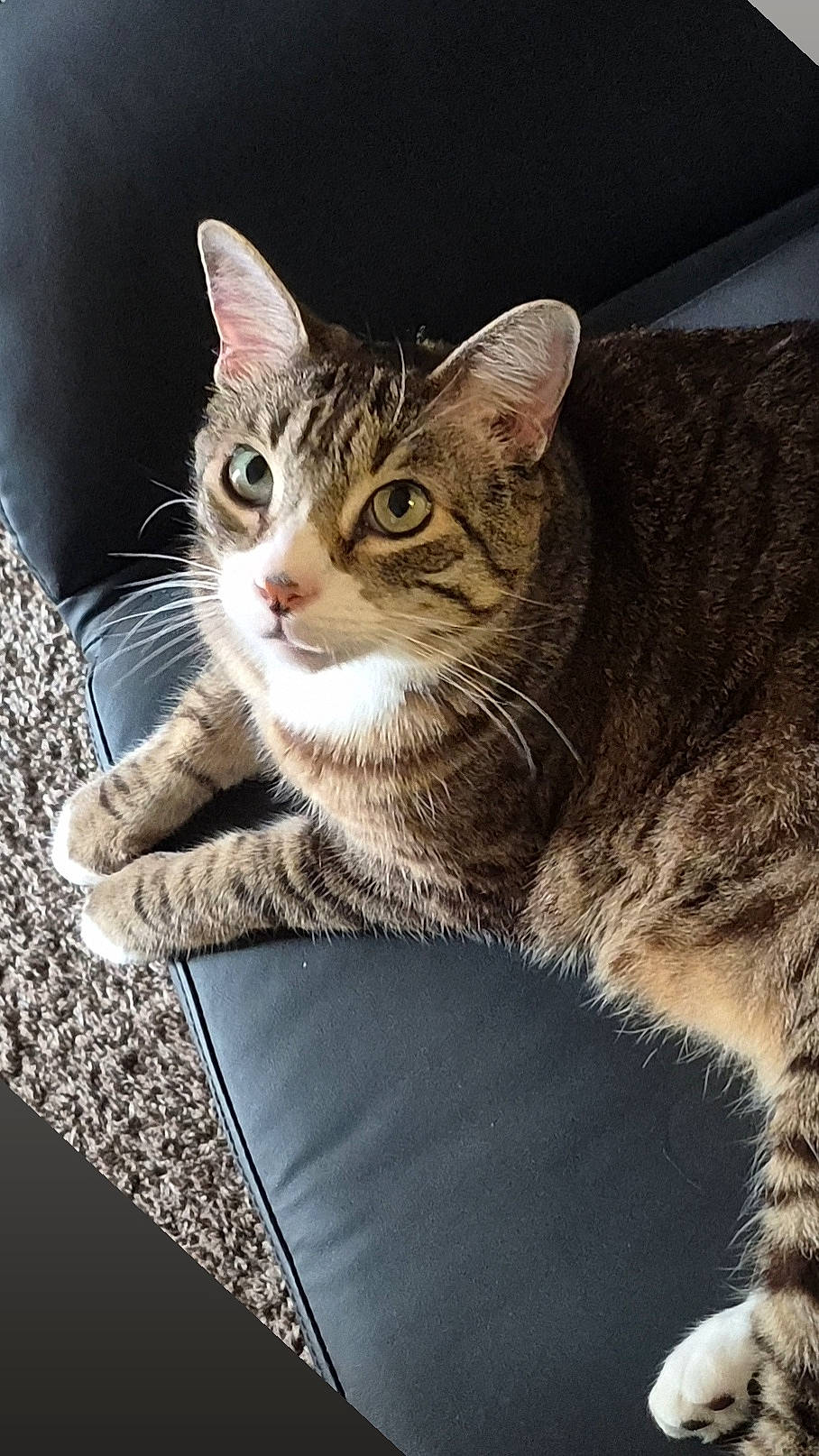 Kitty
