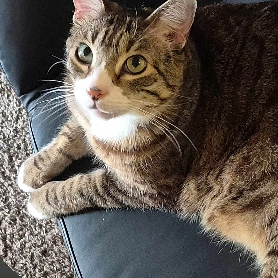 Kitty