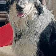 Bandy a rejoint le concours — aidez-le/la à gagner de superbes lots ! dog, black_and_white, indoor, pet, fluffy, sitting, tongue_out, attentive, home, cushion, blanket, fur, ears, eyes, animal, canine, companion, portrait, cute, friendly