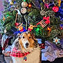 dog, christmas_tree, holiday_decorations, reindeer_antlers, red_bandana, ornaments, christmas_lights, festive, pet, indoor, holiday, decor, fluffy, cute, animal, christmas, tree_skirt, gift_wrap, seasonal, celebration