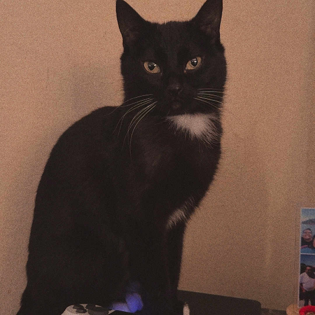 Bad Cat