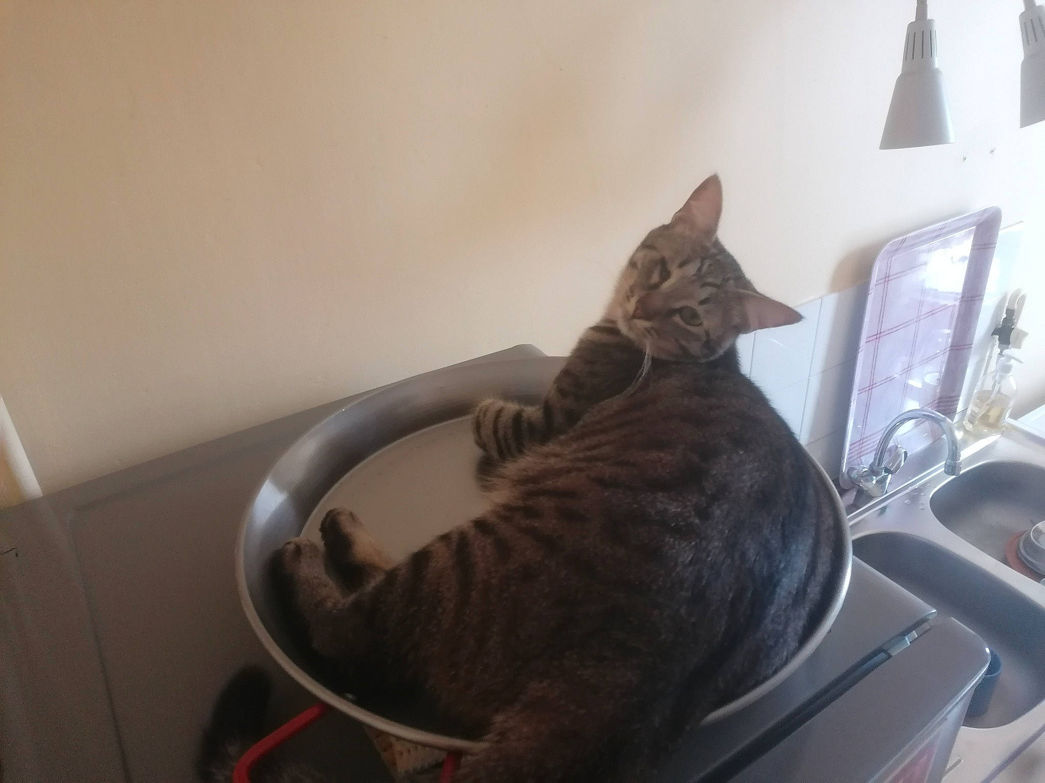 Cajam participe au concours pour gagner de l'argent avec cette photo : carnivore, cat, cat_supply, comfort, domestic_short_haired_cat, felidae, fur, home_appliance, lamp, pet_supply, plumbing_fixture, room, small_to_medium_sized_cats, tail, terrestrial_animal, whiskers, window, wood