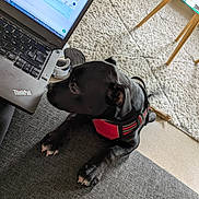 Aston a rejoint le concours — aidez-le/la à gagner de superbes lots ! black_dog, carpet, couch, curious, dog, floor, footwear, furniture, glass_table, gray_couch, home_office, indoor, keyboard, laptop, pet, red_harness, shaggy_rug, shoe, sniffing, wooden_legs