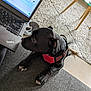 black_dog, carpet, couch, curious, dog, floor, footwear, furniture, glass_table, gray_couch, home_office, indoor, keyboard, laptop, pet, red_harness, shaggy_rug, shoe, sniffing, wooden_legs