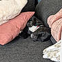 animal, black_dog, blanket, collar, comfort, couch, cozy, dog, domestic, fur, fur_texture, home, indoor, nap, pet, pillow, relaxation, resting, sleeping, soft_texture