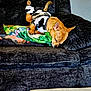 Chief joined the competition — help win amazing prizes! dog, sleeping, couch, blanket, pet_clothing, brown_dog, indoor, resting, cozy, furniture, relaxation, small_dog, canine, domestic_animal, nap, fur, cute, animal, household, comfort