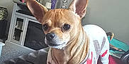 Chief joined the competition — help win amazing prizes! dog, small_dog, sweater, living_room, television, remote_control, candle, vase, decor, carpet, furniture, wall_art, person_leg, brown_dog, alert, indoor, pet, red_surface, cozy, home